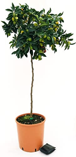 KUMQUAT ALBERELLO, ARANCINO, ALTEZZA 150CM, pianta vera