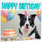 Border Collie Geburtstagskarte – lustige Hunde-Geburtstagskarte – 145 x 145 mm