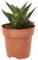 Verdecora Cactus Haworthia en maceta de Ø9cm | Planta Suculenta Compacta y Decorativa | Ideal para Interior y Espacios Modernos