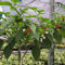 pianta di carolina reaper - semi piante in vaso semi di ortaggi esotici erbe peperoncino orto piante giardino - rare - erbe aromatiche da cucina ortaggi pianta da balcone per il 50pcs