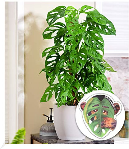 BALDUR Garten Monstera Monkey Leaf, 1 Pflanze, Luftreinigende Zimmerpflanze, unterstützt das Raumklima, Fensterblatt, Grünpflanze, mehrjährig - frostfrei halten, Monstera adansonii