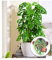 BALDUR Garten Monstera Monkey Leaf, 1 Pflanze, Luftreinigende Zimmerpflanze, unterstützt das Raumklima, Fensterblatt, Grünpflanze, mehrjährig - frostfrei halten, Monstera adansonii