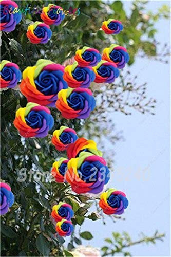 2: 100 Stücke Klettern Rose Samen Bonsai Rose Baum Samen, wunderschöne Bunte, Diy Hausgarten Topf, Balkon & Amp; Hof Blume Pflanze