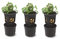 3X Kartoffel Plantztopf Blumentopf Set 3 STK Pflanzkübel für Kartoffeln Kartoffel-Anzuchttopf 28 L, Höhe 32 cm, Potato Topf Korb