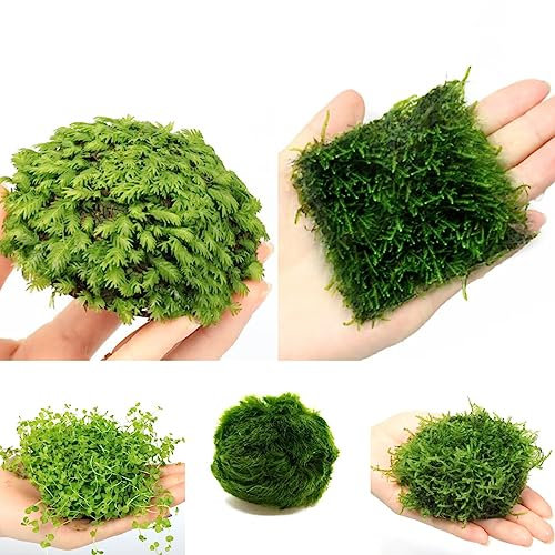 200 Stücke aquarium pflanzen samen gras - Wasserpflanzen - aquarium pflanzen bodendecker samen, (Macrophytes) gartenarbeit nachhaltiges geschenk mini pflanzen gartenpflanzen plant