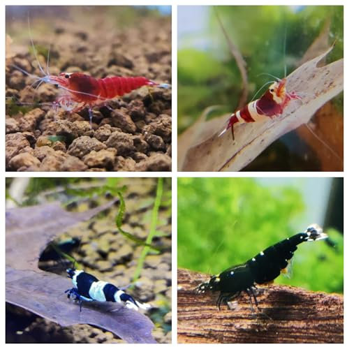 Garnelenglück - Bunter Taiwan Bee Mix - Caridina - 10 Stück