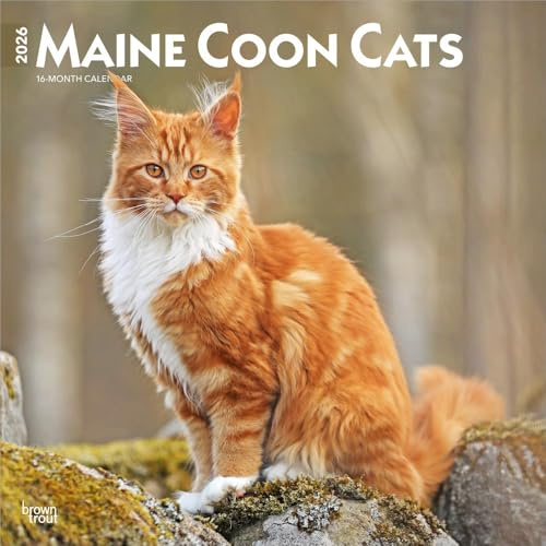 Maine Coon Cats – Maine Coon Katzen 2026 – 16-Monatskalender: Original BrownTrout-Kalender [Mehrsprachig] [Kalender] (Wall-Kalender)