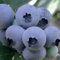 Amerikanische Heidelbeere Bluejay 1L Garten Pflanze mit Schönen Blüten - Die Perfekte Dekoration für Ihr Grundstück - Für Anfänger und Professionelle Gärtner - Leckeres und Gesundes Obst