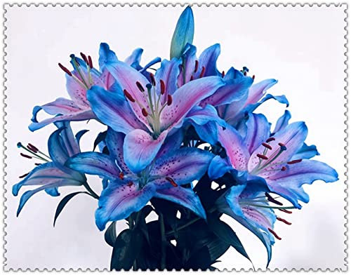 Bulbi di giglio Bulbo fiore Lilium Plante bulbi a fioritura estiva Giglio gigante Forte crescita