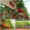 100 teile/los Seltene Farbe Lila Rot Stroh Samen Kirsche Obst Samen Seltene Und Decilious Obst Hausgarten Topf: Orange: Samen