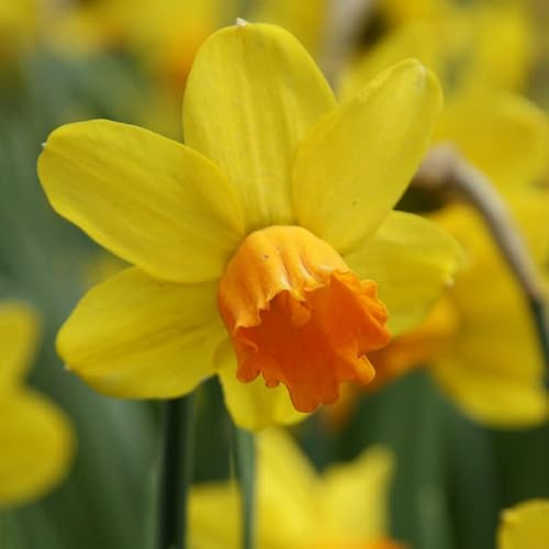 Narzisse Jetfire | 10 Stück | Blumenzwiebel | Verwildernd | Topfpflanze | Geeignet für Kübel | Gelb | Orange | 100% Blütegarantie | QFB Gardening | Narzissenzwiebeln