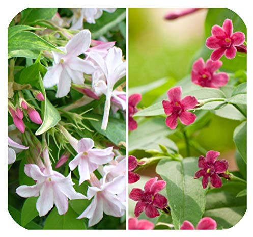 Jasmine Jasminium Pink and Red Mix Stephanense & Beesianum Plug Plants x 2