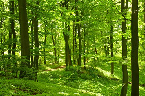 VLIES Fototapete-350x260 cm-WALD-(PF501)-Natur Baum Bäume Pflanzen Botanik Grün Lichtung Holz Wandbild Wandtattoo Poster Dekoration