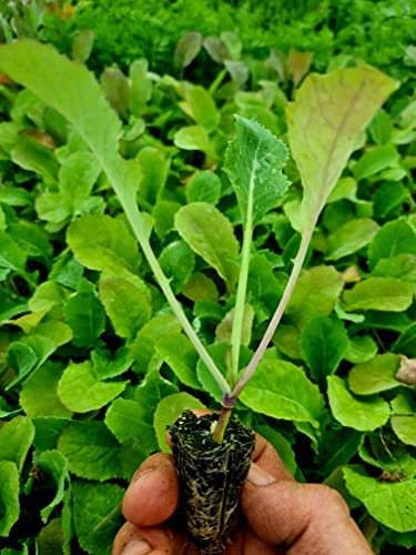 Swede Plug Plants - Grow Your Own from Our Premium Quality Plants (12)