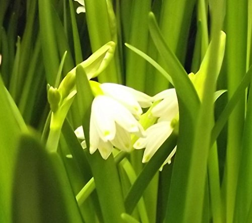 Leucojum aestivum Märzenbecher/Aprilbecher 5 Blumenzwiebeln