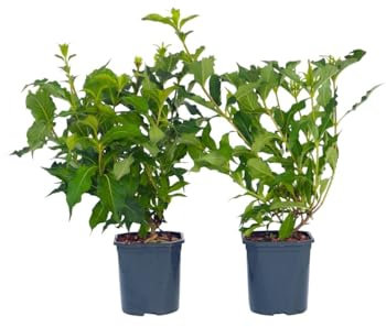 Plant in a Box - Weigelie - 2er Set - Weigela florida 'Red Prince' - Höhe 25-40cm - Topf 17cm - Zierstrauch Winterhart