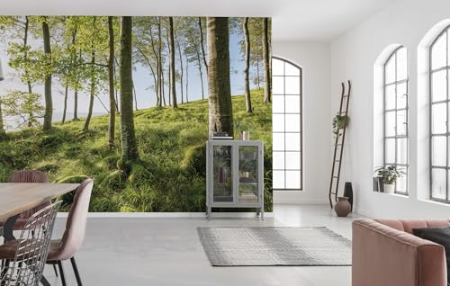 Komar Vlies Fototapete ZAUBERHAFTES BUCHENSPEKTAKEL | Tapete, XXL, Dekoration, Natur, Landschaft, Schlafzimmer, Wohnzimmer, Büro, Flur | Größe 450 x 280 cm (Breite x Höhe) | SHX9-102