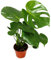 Exotenherz - Feuille de fenêtre - Monstera deliciosa - 1 plante - Facile d'entretien - Purificateur d'air - Pot de 12 cm