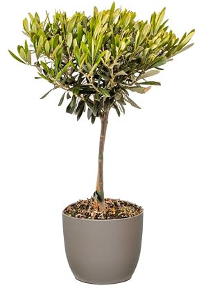 Bonplants Alberello di Ulivo Vero, Olea Europaea, Pianta Longeva e Simbolica, Vaso 17 cm, h 60 cm (Vaso Tortora)