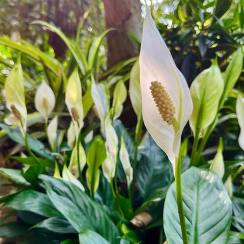 Semi di giglio pace, piante sempreverdi resistenti regali per gli amanti del giardino piante da balcone semi di erbe aromatiche da giardino prodotti sostenibili decorazione del 50pcs