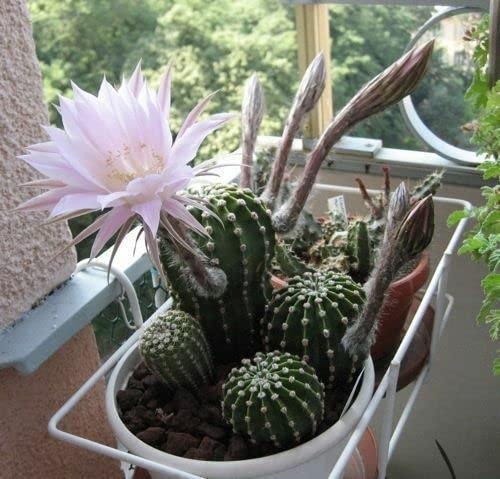Echinopsis Multiplex 10 SEMI