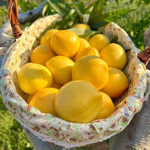 20 pcs peach samen gartendeko pfirsichbaum obstbäume kaufen pflanzen garten pfirsichbaum winterhart winterharte stauden säulenobstbäume säulenobst winterhart bio saatgut obstbaum geschenk