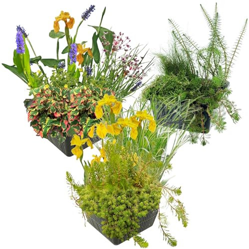 vdvelde.com - Teichpflanzen Set Trio - - wasserpflanzen- 12 Pflanzen- Platzierung: -10 bis -20 cm