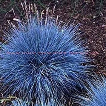 Potseed 100pcs / Schwingel Gras Festuca Perennial Hardy Ornamental Easy Pack für Hausgarten wachsen: 16:Seeds Only