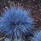 Potseed 100pcs / Schwingel Gras Festuca Perennial Hardy Ornamental Easy Pack für Hausgarten wachsen: 16:Seeds Only