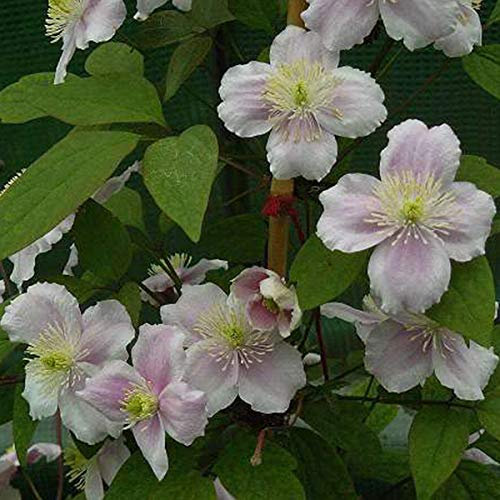 Clematis Montana Rubens - Waldrebe 50-60 cm Pflanzcontainer