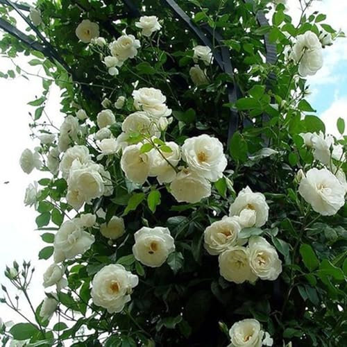 wicoanox 500 pz/borsa semi di rosa rampicante perenne facile da produrre semi di fiori in vaso multicolori semi di arredamento da giardino per piantare ora Bianco