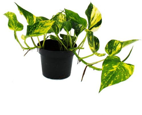 Epipremnum aureum N'Joy Gold - Efeutute - kleinblättrig und gelb-bunt - 12cm Topf