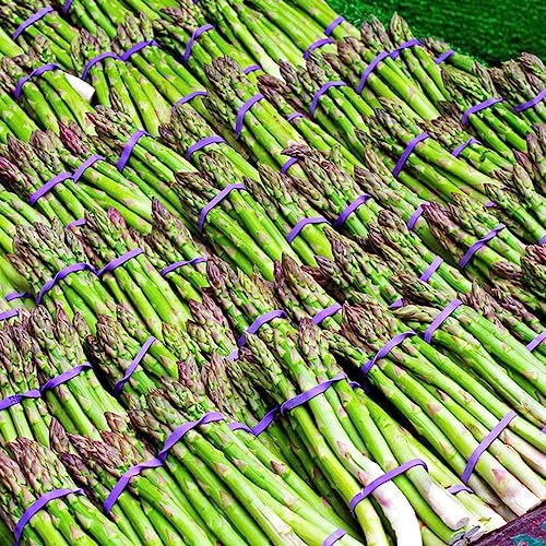 300 Pezzi Semi Di Asparagi Selvatici - Semi Di Asparagi - Semi Di Ortaggi, Semi Di Bonsai (Asparagi Officinali) Semi Di Verdure, Semi Di Erbe Da Giardino Semi Verdure Invernali Piante