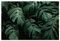 Scenolia Brise Vue Feuillage Vert Croissance VEGETALE, 300 x 200 cm (LxH), 100% occultant, Made in France Colliers de Fixation offerts