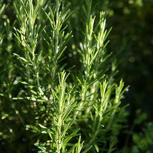 50 pcs colakraut samen - herbal bio saatgut seed best of,Artemisia abrotanum,cola kraut wildkräuter samen pflanztöpfe kräuterlinge plant winterharte pflanzen für garten dekoration