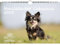 Hundezauber Chihuahua DIN A4 Kalender für 2025 Welpen und Hunde - Set-Inhalt: 1x Kalender 1x Weihnachtsanhänger 1x Grußanhänger (gesamt 3 Teile)