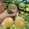 50 pcs Pflaumenbaum Samen - bio saatgut frisches obst Mirabellenbaum Samen - Prunus salicina - frisches obst winterharte kübelpflanzen spalierobst balkonpflanzen winterhart obst samen,