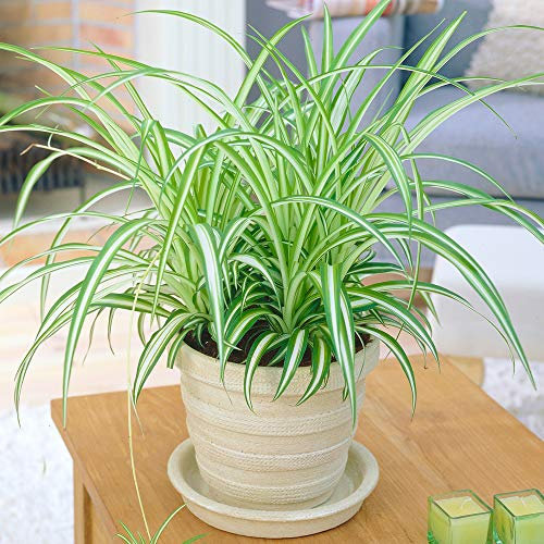 1 x Chlorophytum Variegatum | Pianta Ragno Nastrino Falangio Clorofito Sempreverde da 20-30 cm