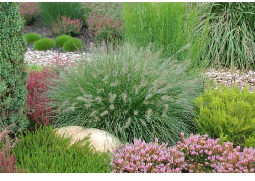 Pennisetum Hameln - Lampenputzergras - Federborstengras - winterhart, im Topf 13 cm, in Gärtnerqualität von Blumen Eber - 13cm
