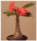Exotic Plants Pachypodium windsorii - Madagaskar Palme - 3 Samen