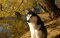 LHJOYSP 1000 Teile Puzzle Hund Husky 75x50cm