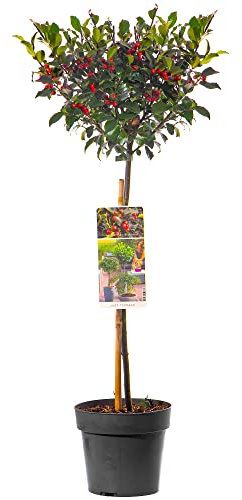 Standard Holly Tree | Hardy Evergreen Ornamental Lollipop Shape | Low Maintenance | for Patio, Garden, Entrance