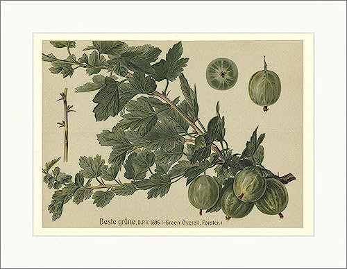 Biller Antik Las mejores variedades de fruta de arbusto verde mono verde grosella espinosa Faks_Frutas 24