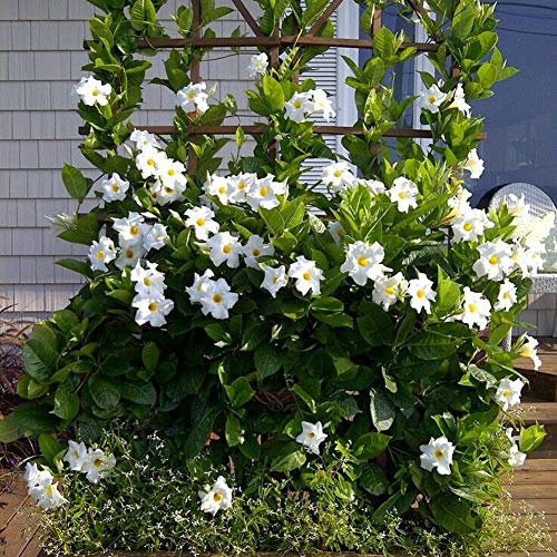Semi di Mandevilla Sanderi 100 Pz – Rampicante Sempreverde con Fiori Profumati e Colorati per Giardini, Terrazze e Vasi (Bianco)