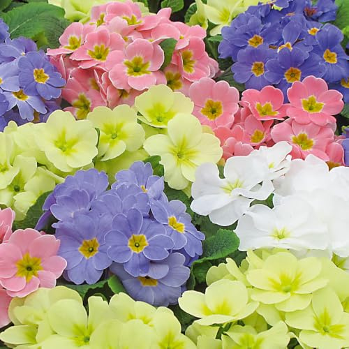 Primrose 'Lucia Sweet Mix'. Plug Plant x6. Primula Plants, Winter Bedding Flowers. Bedwen Plants Online Garden Centre
