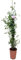 Jazmín Estrella - Jazmín Chino - Jazmín de Chile - Falso Jazmín Planta natural con flor de exterior (Maceta 5 Litros)