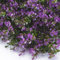 Tenax Divy Panel Buxus Lilac 0,5x0,5 m Grün/Lila, Synthetische Hecke mit Buchsbaumblättern aus zusammensetzbaren Modulen zur vertikalen Gartenwanddekoration