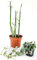 POWERS TO FLOWERS - CEROPEGIA WOODII e CEROPEGIA DICHOTOMA, piante vere