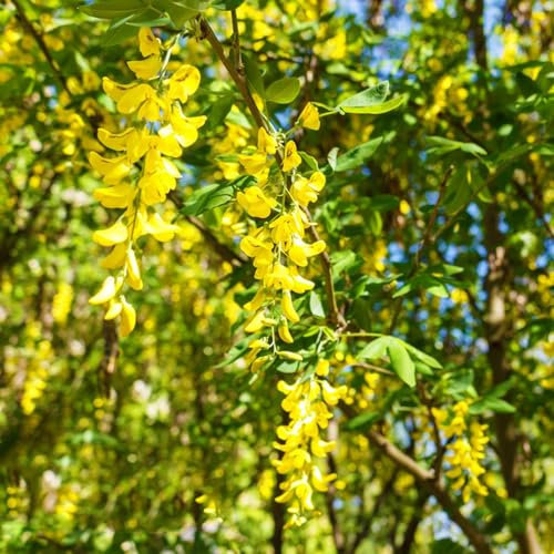 100 pcs Goldregen baum winterhart samen - winterfeste pflanzen für balkon,Cassia fistula, balkonpflanzen winterhart ausgefallene geschenke bienenweide saatgut gastgeschenk blumensamen