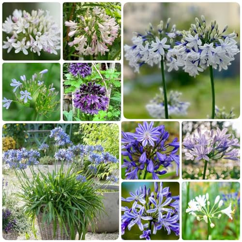 500 Piezas De Semillas Resistentes De Agapanthus, Semillas De Plantas Exóticas, Flores Resistentes, Semillas De Flores Cortadas, Agapanthus Africanus, Pequeños Obsequios, Semillas De Plantas